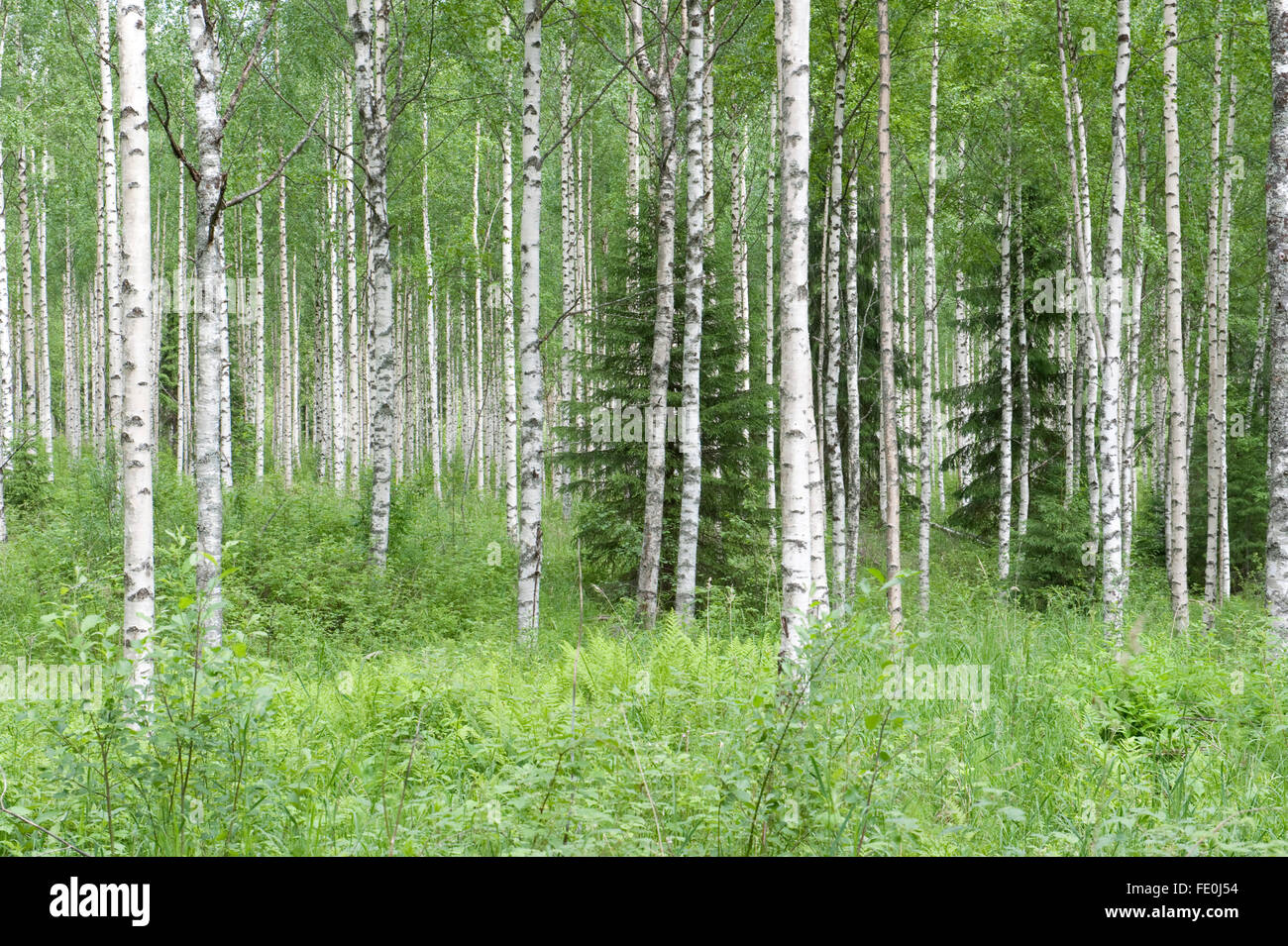 Woodland, Abedul Plateado Betula pendula, Finlandia Foto de stock
