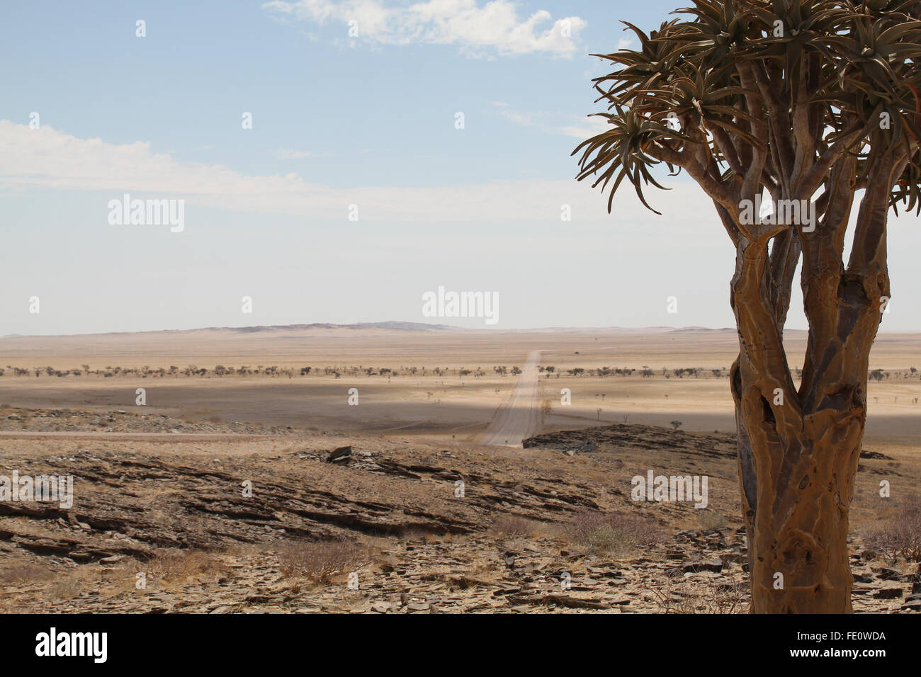 Paisaje de Namibia con el único árbol Foto de stock