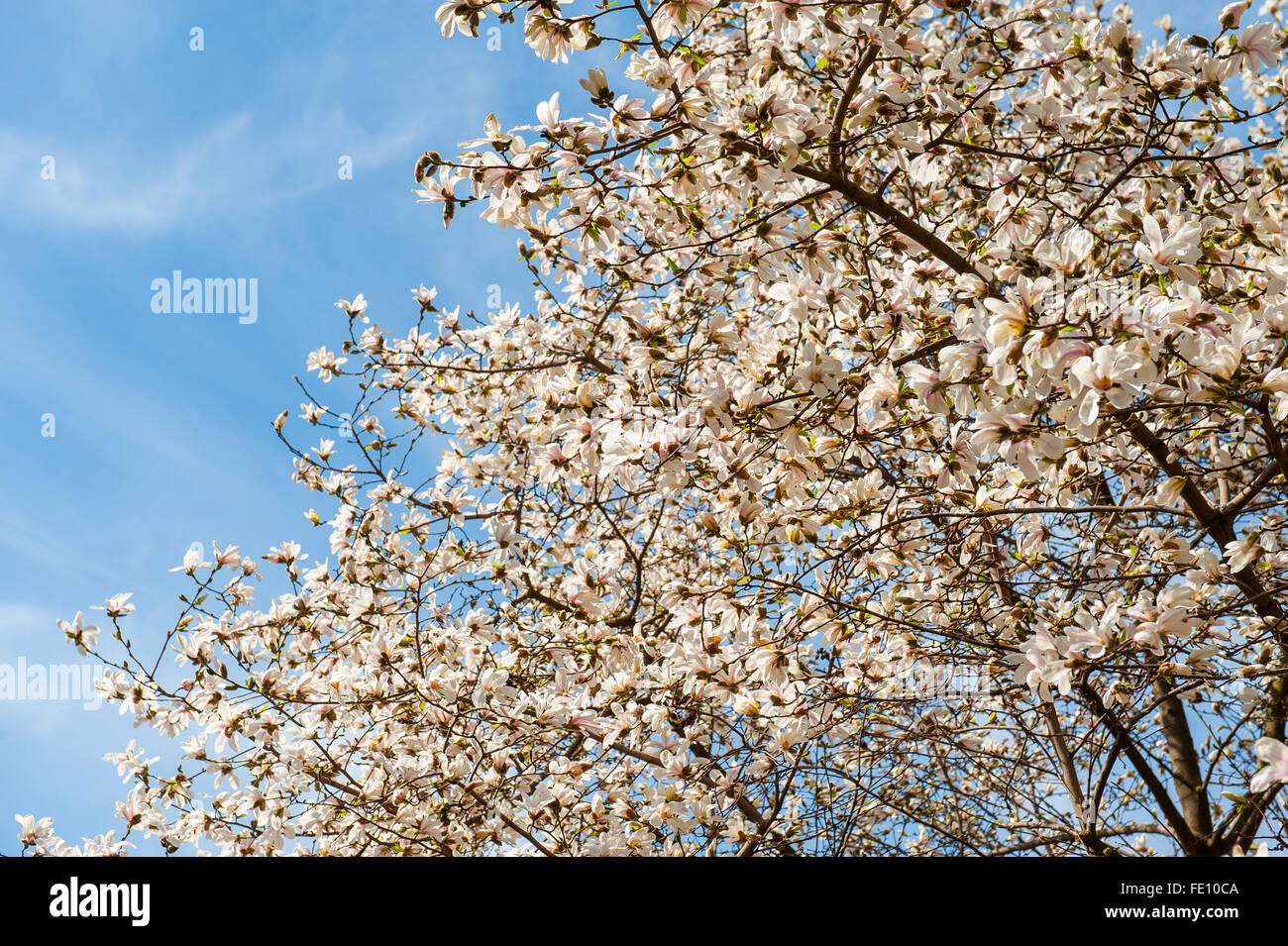 Resumen, antecedentes, hermoso, la belleza, la flor azul, la botánica, la  rama, brillante, yema, clara, de cerca, los colores, las flores, las flores  Fotografía de stock - Alamy