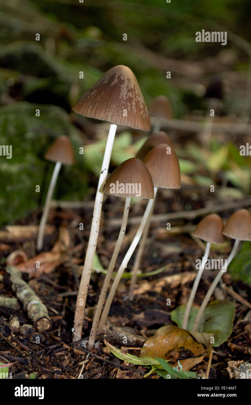 Grupo de hongos venenosos en el bosque Foto de stock