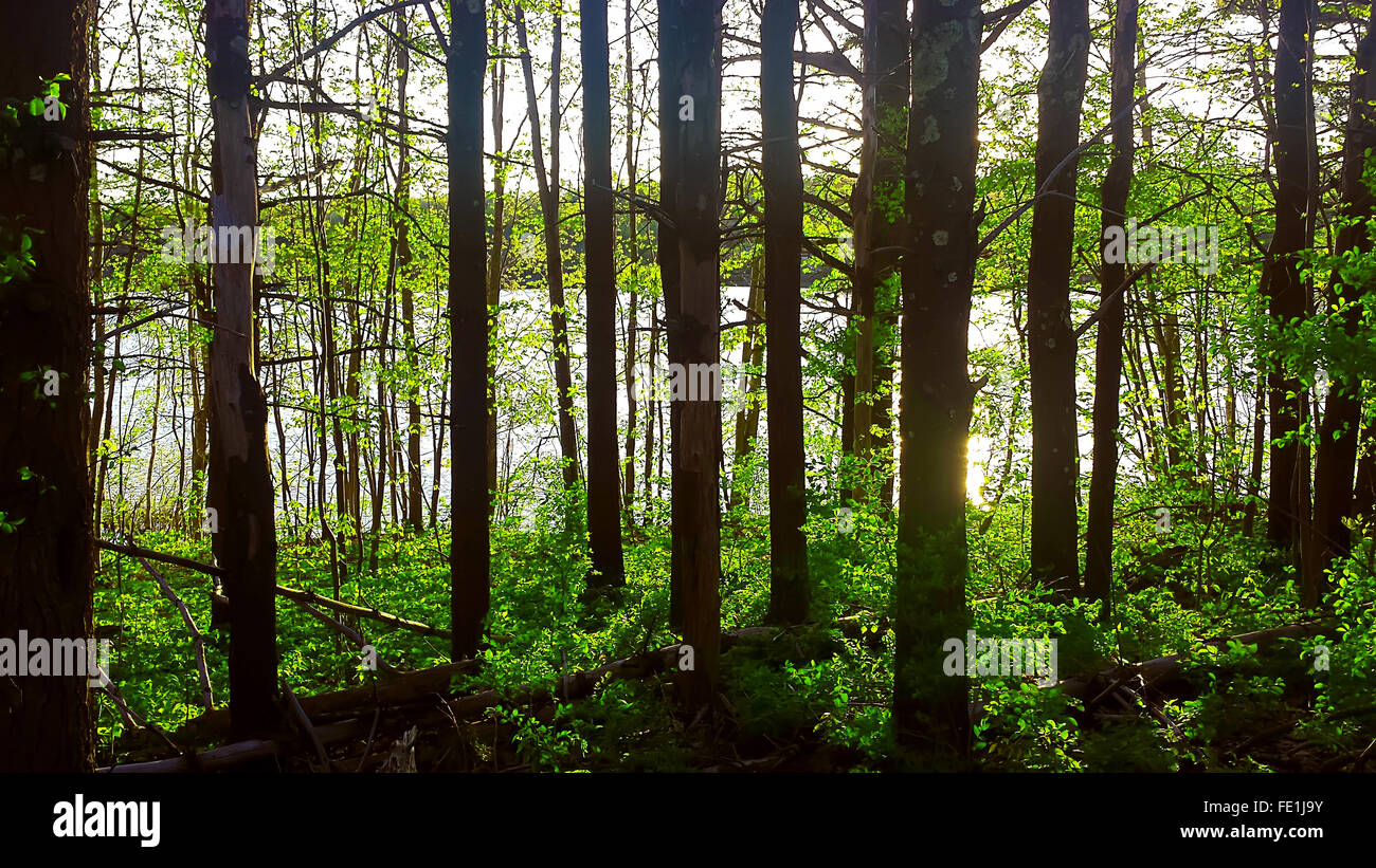 Hermosa mañana bosque verde Foto de stock