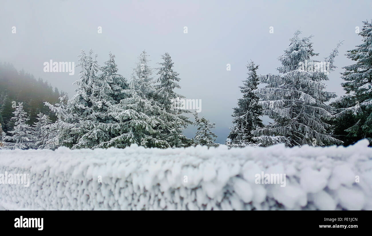 Paisaje invernal con árboles cubiertos de nieve y cercar los Cárpatos Foto de stock