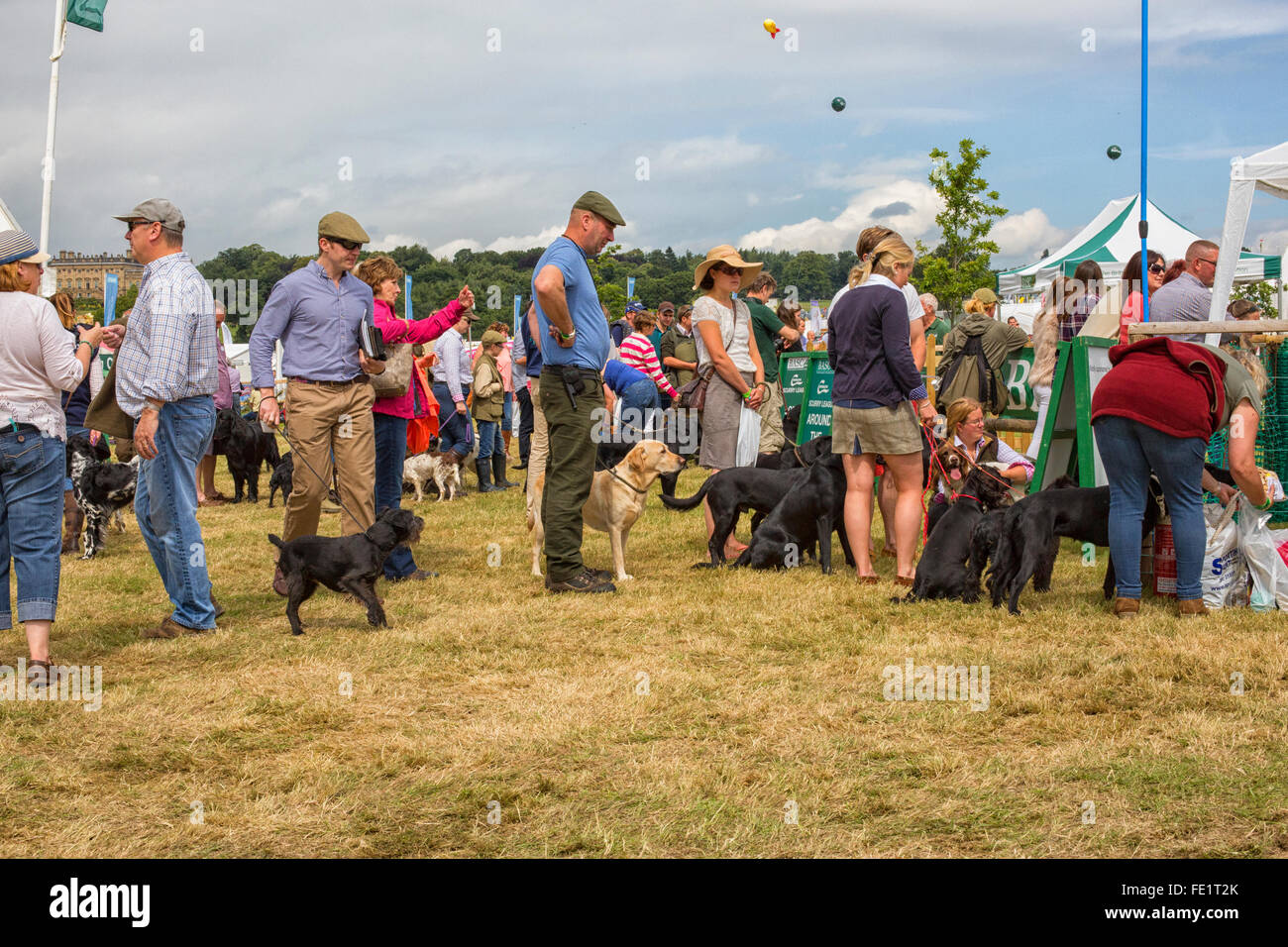 Los perros esperando una se afanan en una feria en Harewood House en Yorkshire, Reino Unido Foto de stock