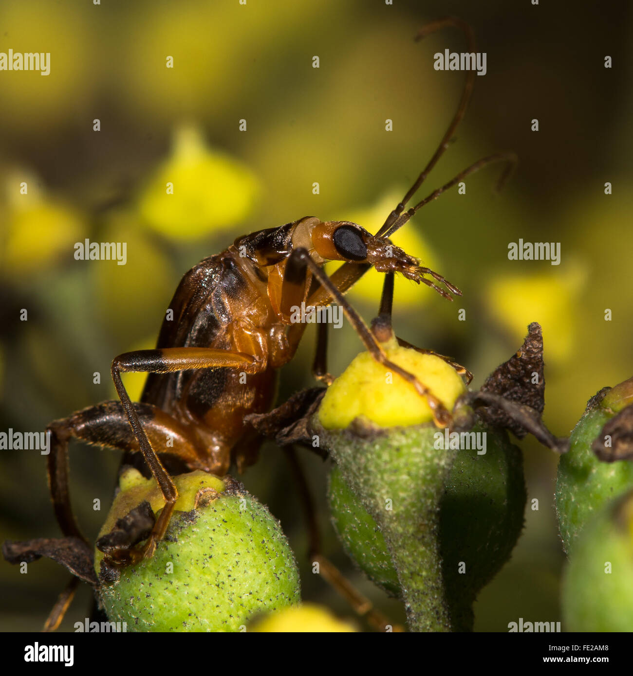 Oedemera femoralis escarabajo sobre ivy flores de cerca. Escarabajo de la familia Oedemeridae comer polen de ivy Foto de stock
