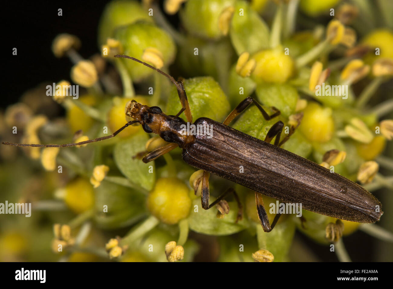 Oedemera femoralis escarabajo sobre ivy flores. Escarabajo de la familia Oedemeridae comer polen de ivy Foto de stock