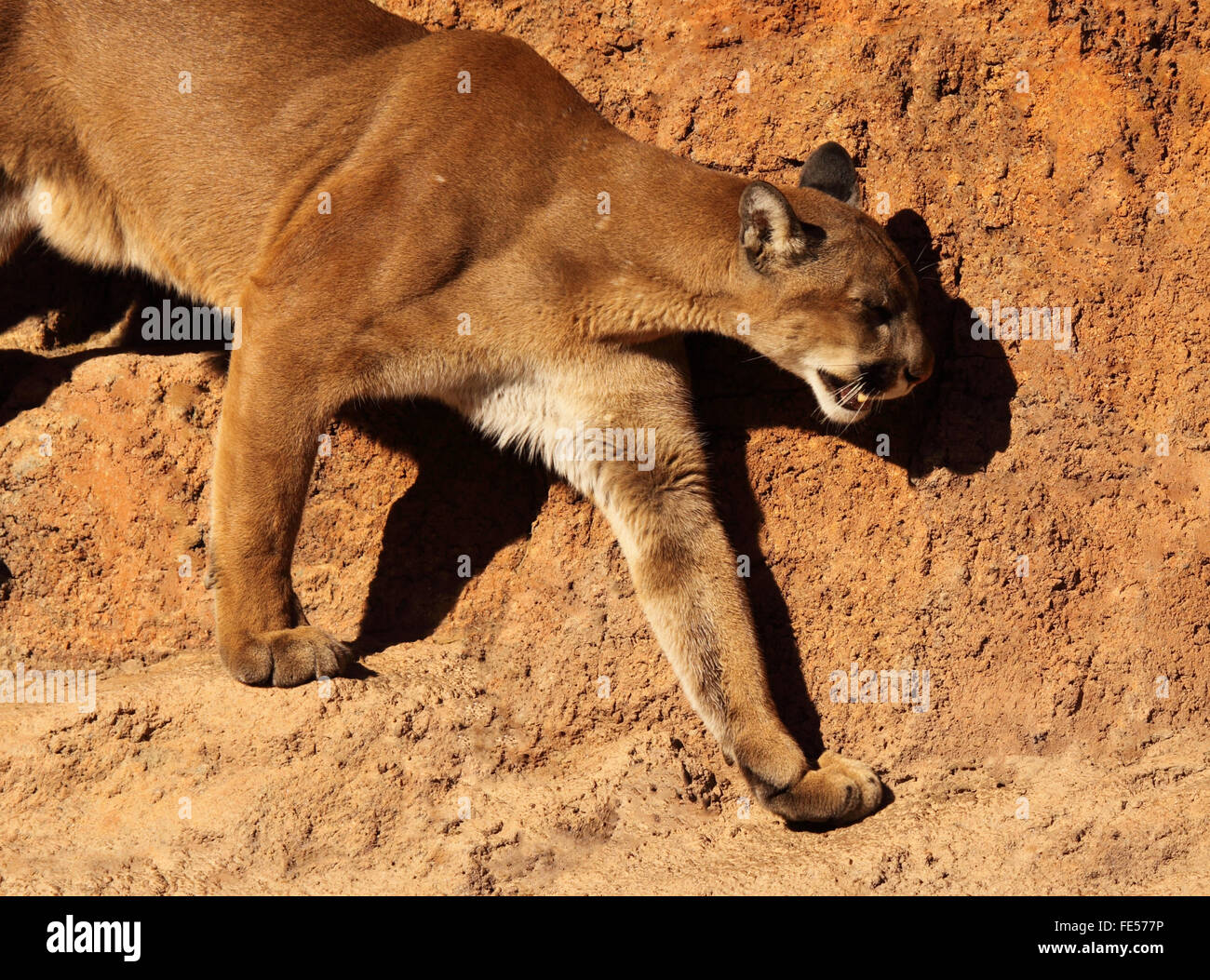 Un puma caminando por un sendero de piedra arenisca Fotografía de stock -  Alamy