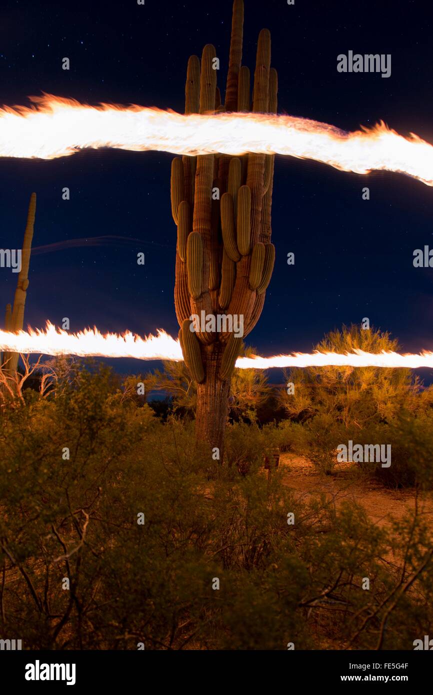 Anillo de fuego alrededor de Cactus Foto de stock