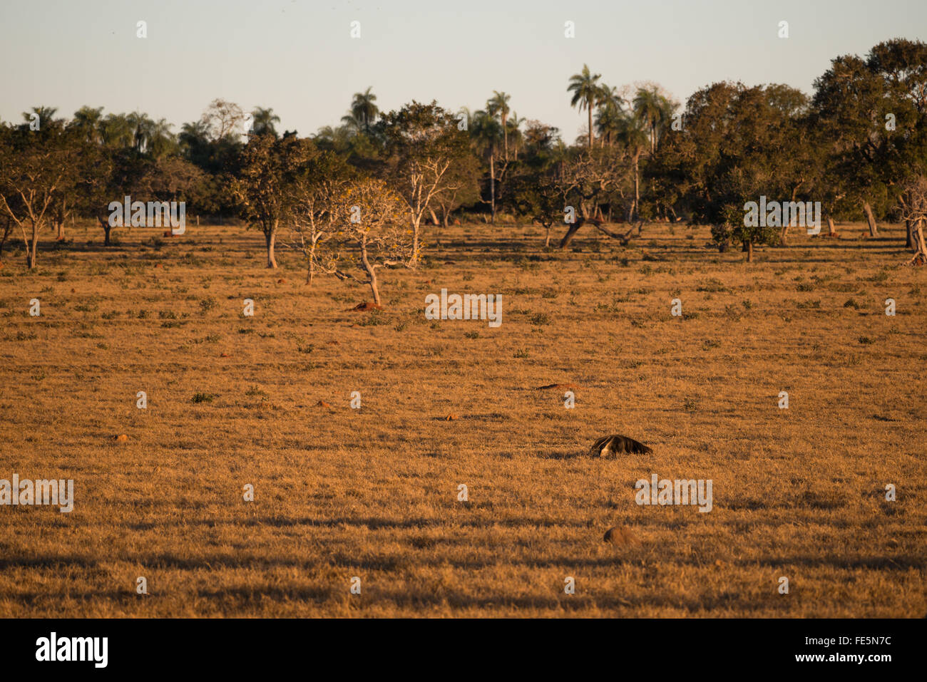Un oso hormiguero gigante forrajeando en una pradera en el centro de Brasil Foto de stock