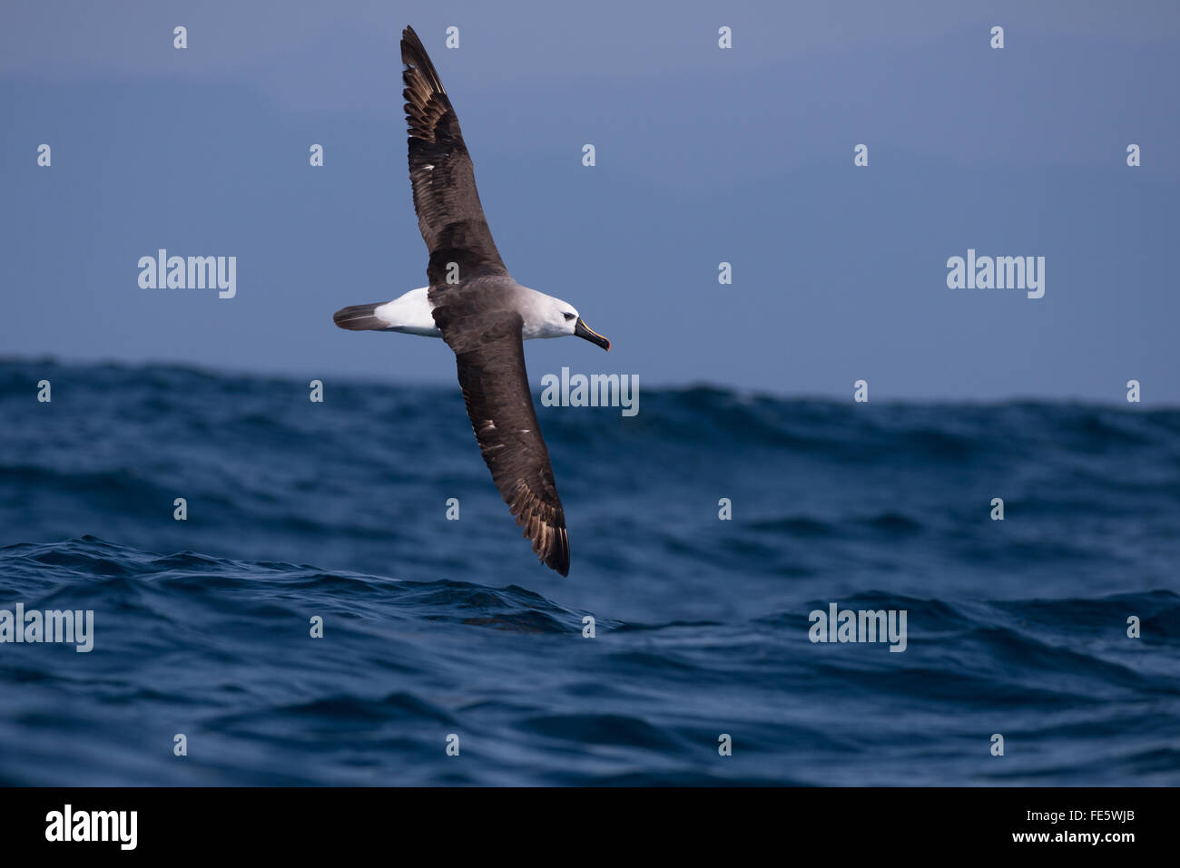 Un adulto de pico amarillo albatros volando de la costa SE Brazilyellow albatros de pico Foto de stock