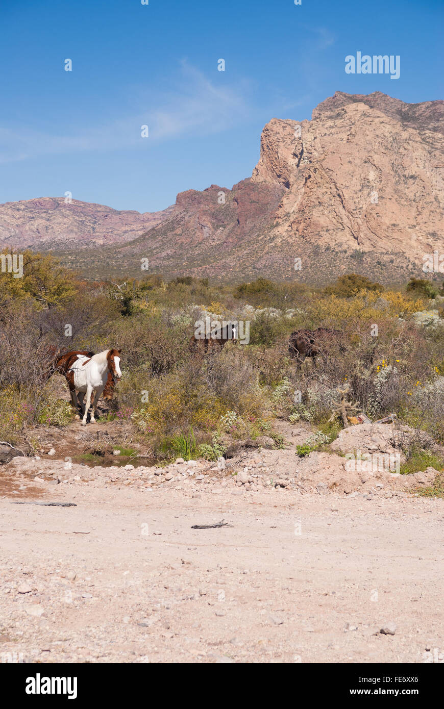 Caballos salvajes en la montaña del desierto de Sonora, México Foto de stock