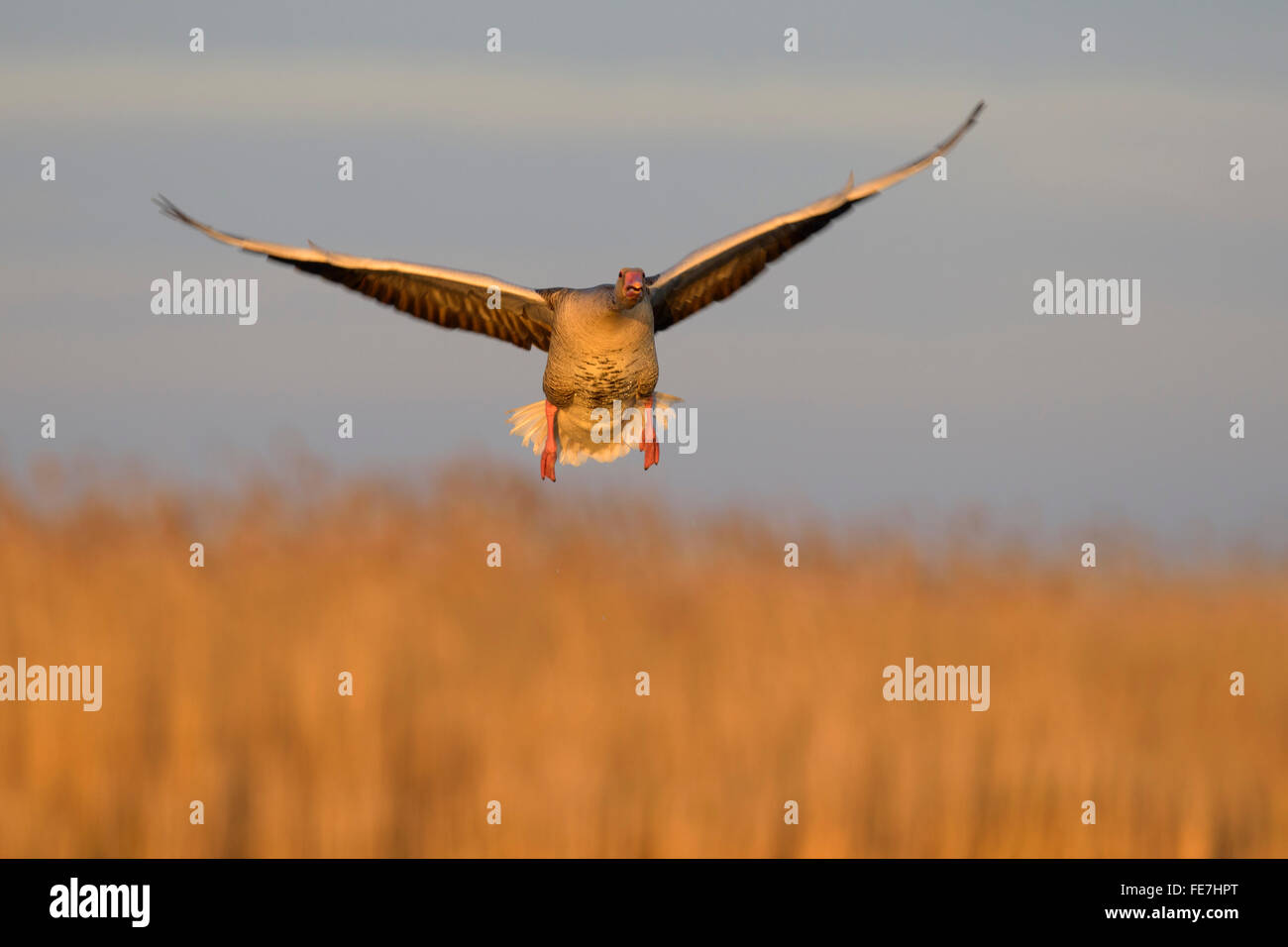 Graylag gansos (Anser anser) volando, la luz de la mañana, Parque Nacional Kiskunság, Hungría Foto de stock