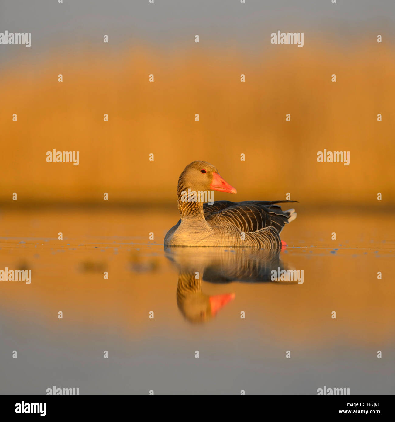 Graylag goose (Anser anser) en el agua, la luz de la mañana, la reflexión, el Parque Nacional de Kiskunság, Hungría Foto de stock