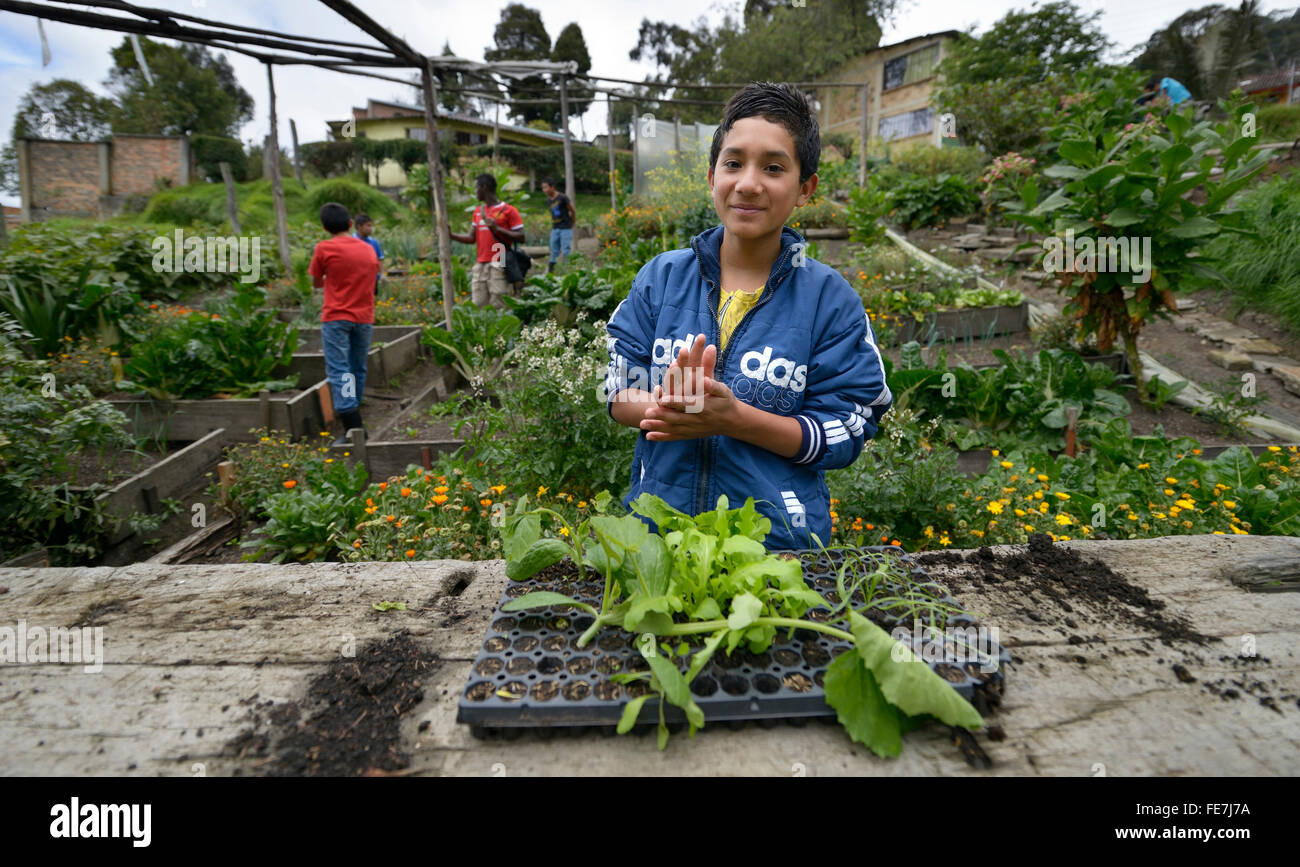 Chico con plántulas en un jardín de vegetales, el proyecto social en Bogotá, Colombia Foto de stock