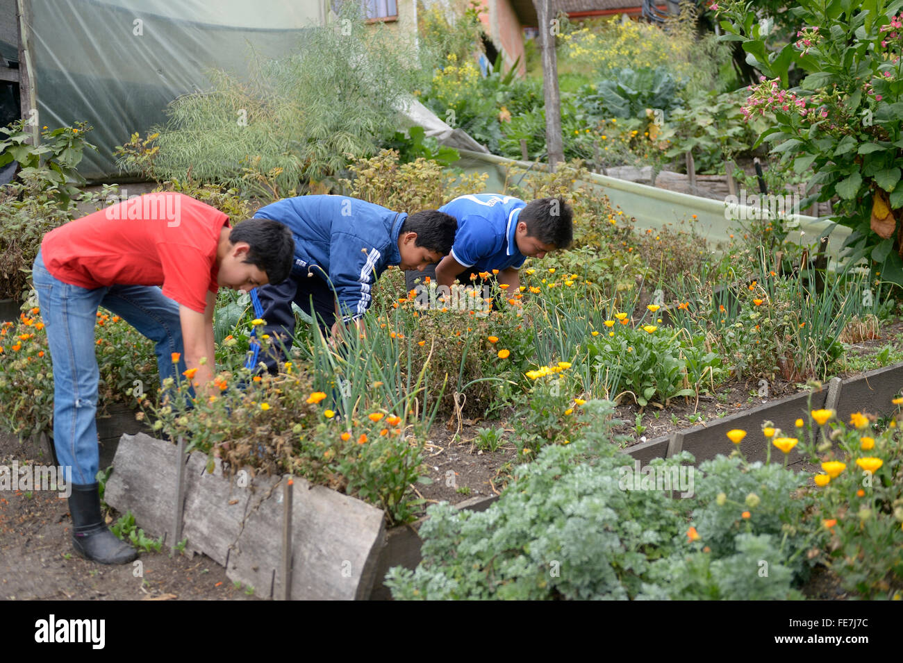 Los adolescentes trabajando en un jardín de hierbas, jardín vegetal, proyectos sociales en Bogotá, Colombia Foto de stock