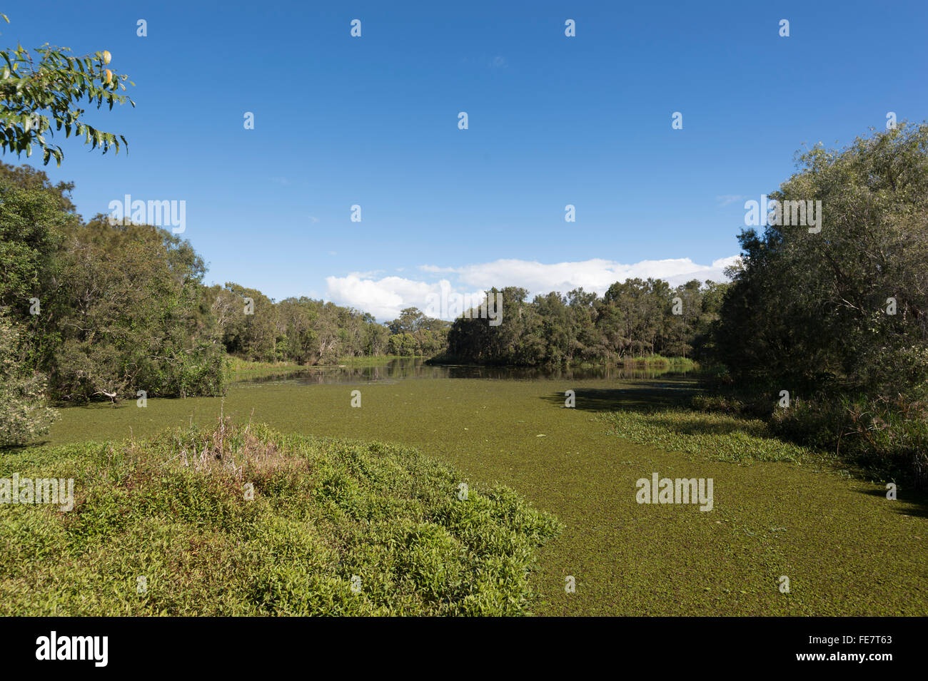 Baldwin Swamp, Bundaberg, Queensland, Australia Foto de stock