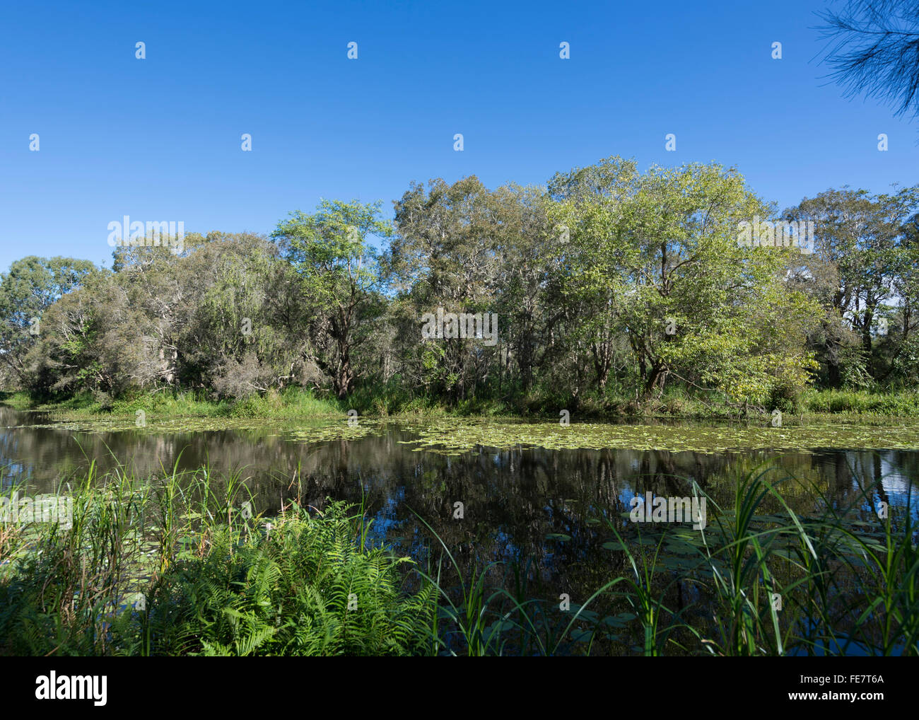 Baldwin Swamp, Bundaberg, Queensland, Australia Foto de stock