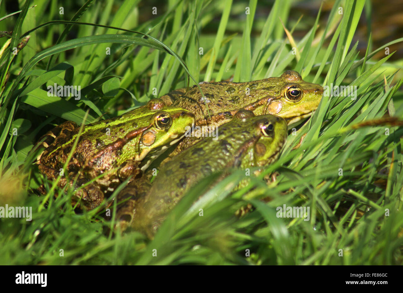 Gran árbol ranas verdes (American Bullfrog) sentados en el césped Foto de stock