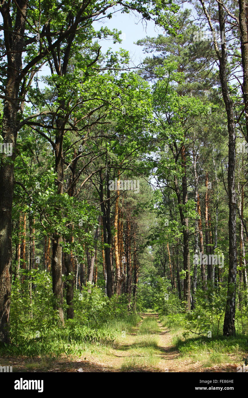 Los bosques mixtos de verano con pasarela, el pasto verde y árboles Foto de stock