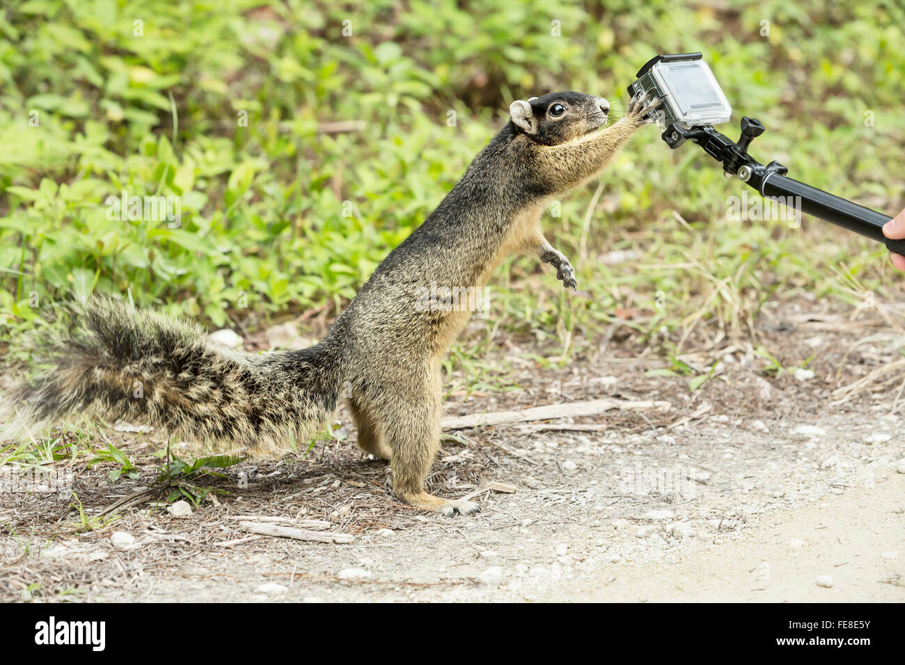 Mono ardilla gris toca paw pequeña cámara y hace selfie. Increíble disparo en Everglades. Foto de stock
