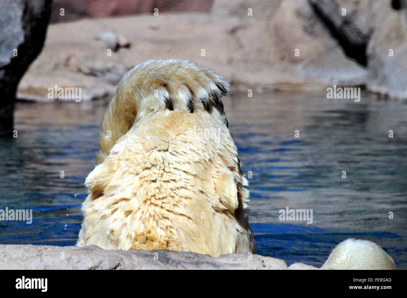 Con la pata del oso polar en la cabeza - saliendo del agua Foto de stock