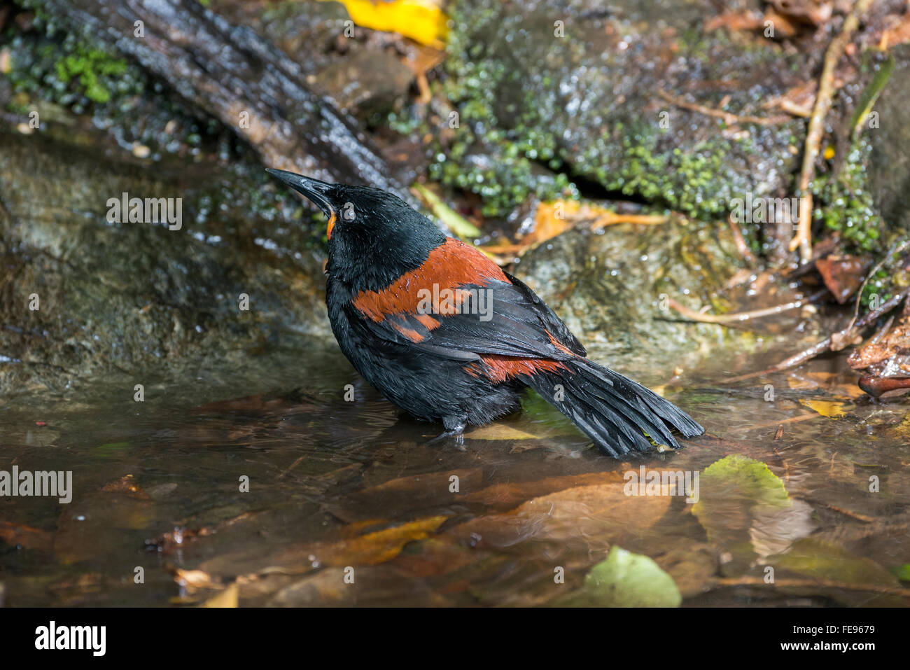 Nueva Zelandia, Marlborough Sounds, Queen Charlotte Sound, Motuara Island. Este DOC-gestionada, es libre de predadores reserva de aves de la isla. Foto de stock