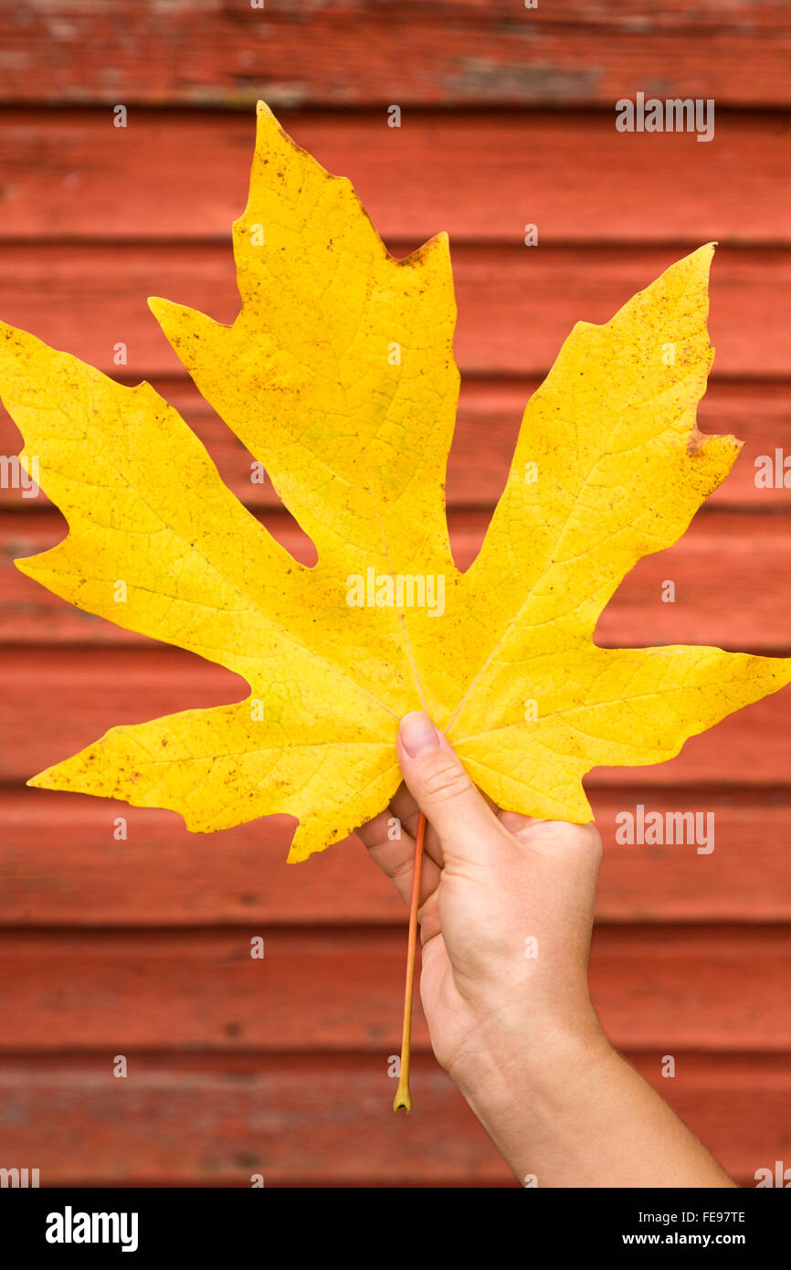 Mano de mujer sosteniendo una hoja de arce amarillo grande con paredes de madera roja granero en segundo plano. La gente disfruta de hermosos colores de otoño en el país. Foto de stock