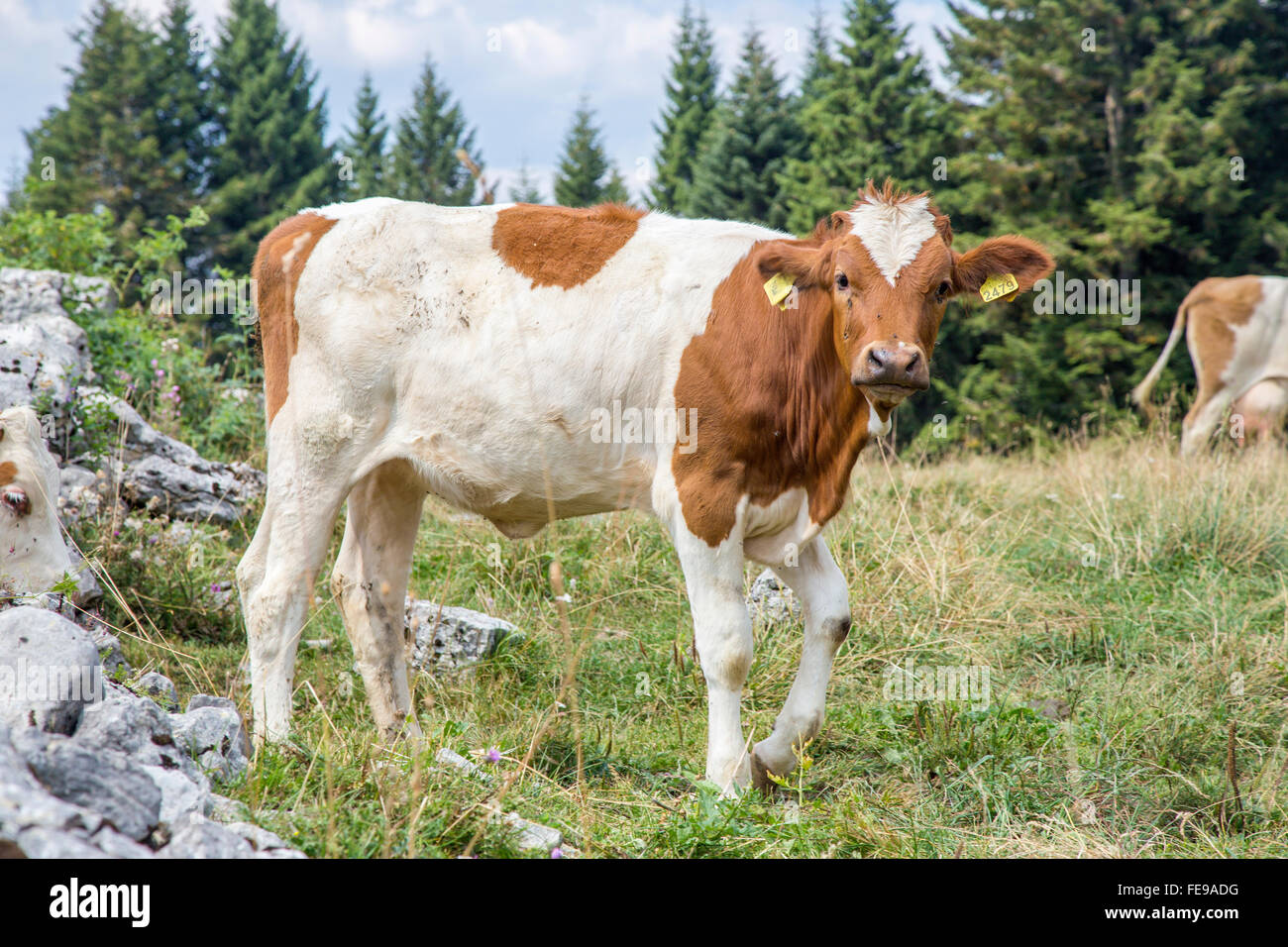 Una vaca de pie y mirando a la cámara en una pastura alpina Foto de stock