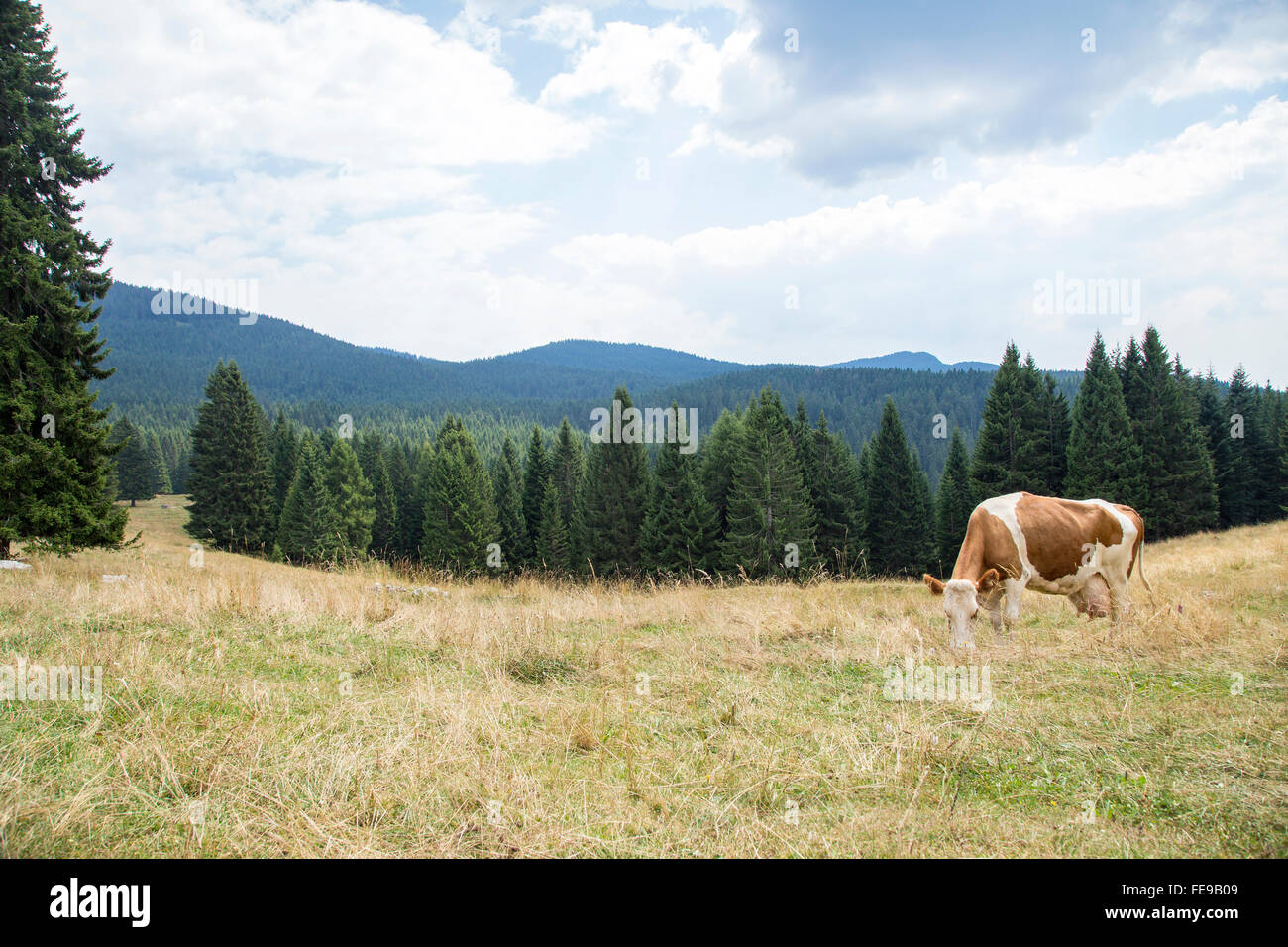 Una vaca blanca y marrón que pastan en pastos de montaña Foto de stock
