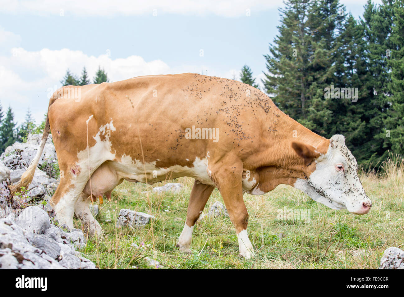 Brown cow con cara blanca se molestó por las moscas en una pastura alpina Foto de stock