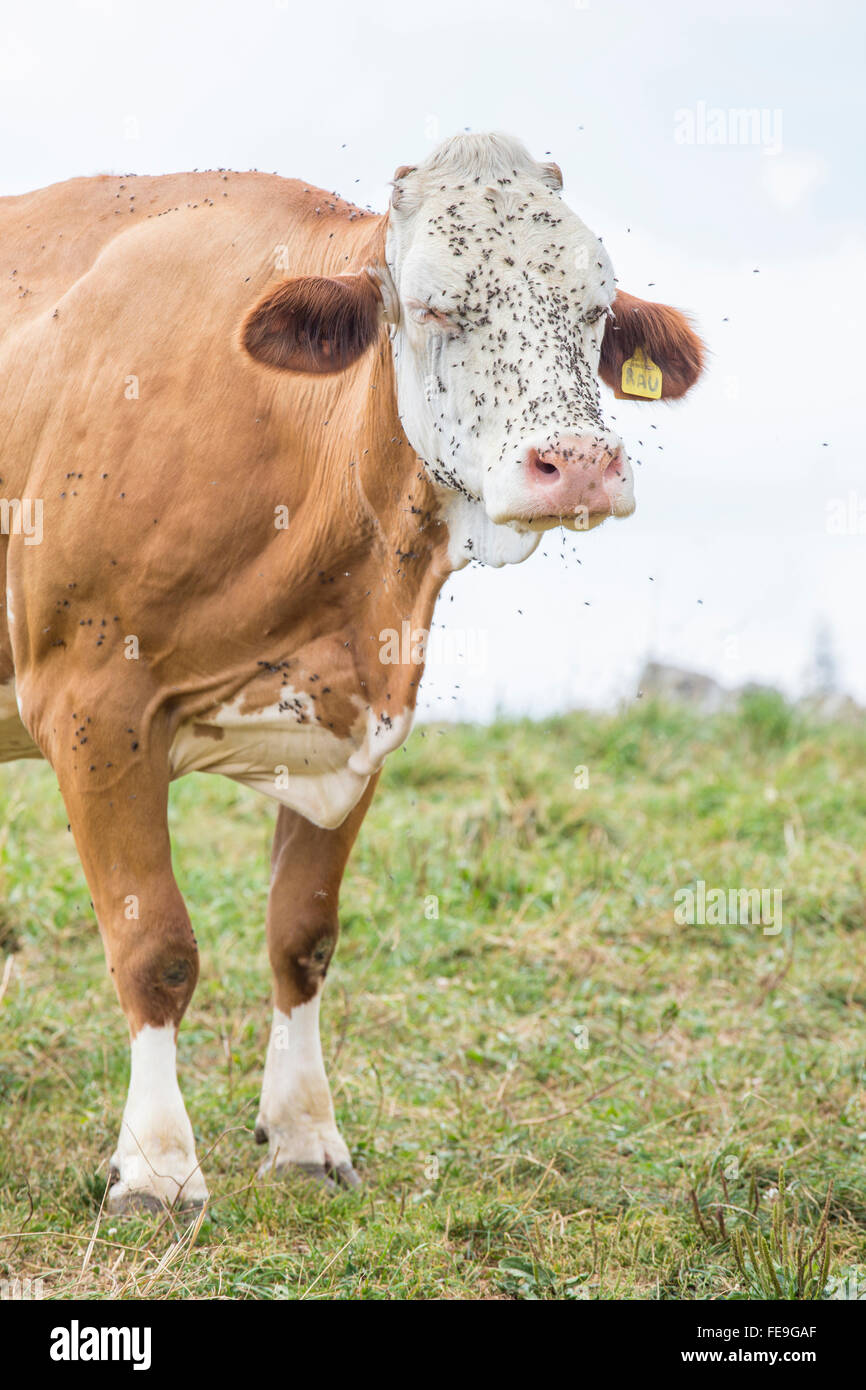 Una enorme vaca marrón con la cara cubierta por moscas blancas Foto de stock