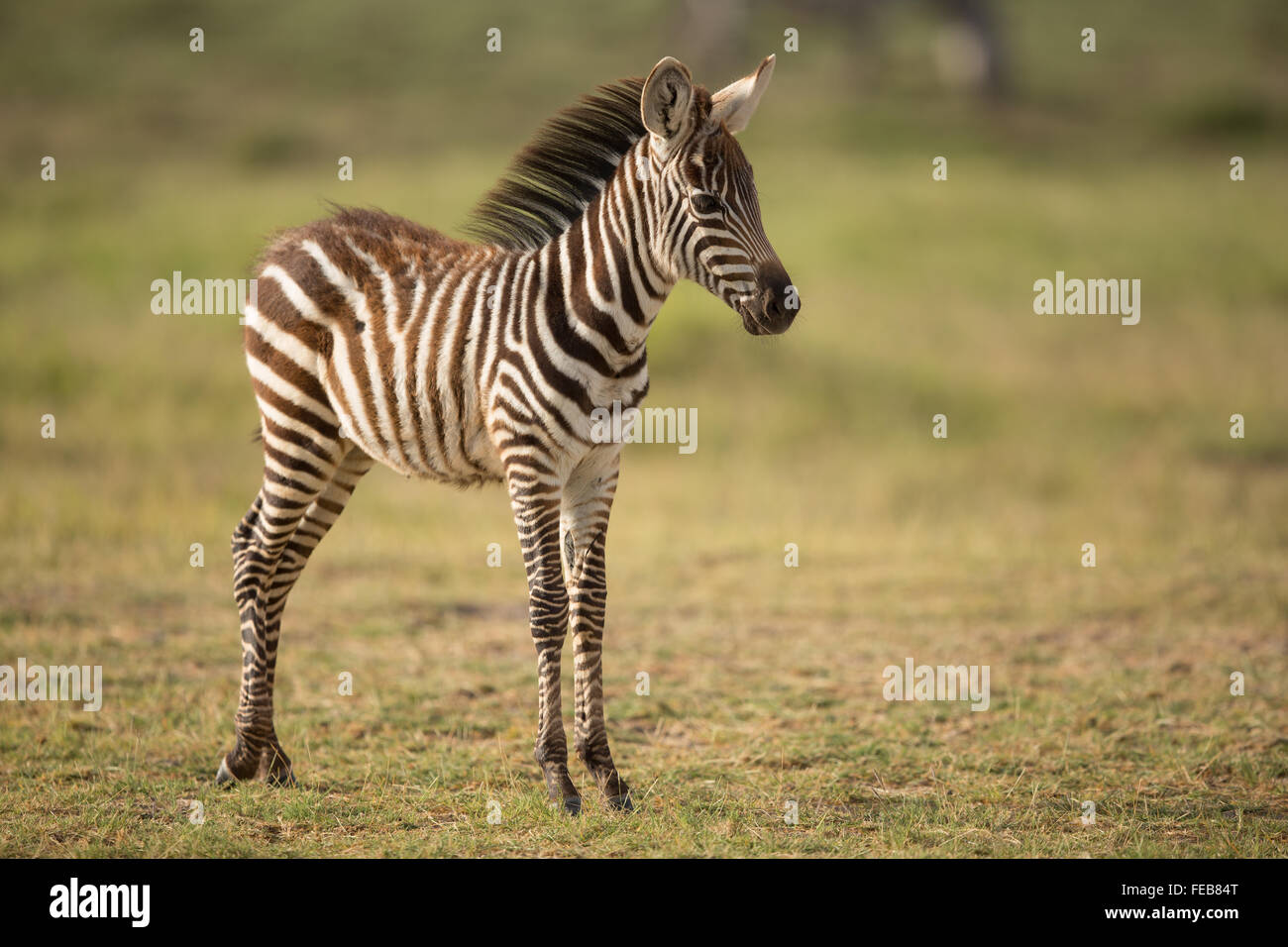 Bebé cebra llanuras de pie en el Parque Nacional Amboseli Kenia Foto de stock