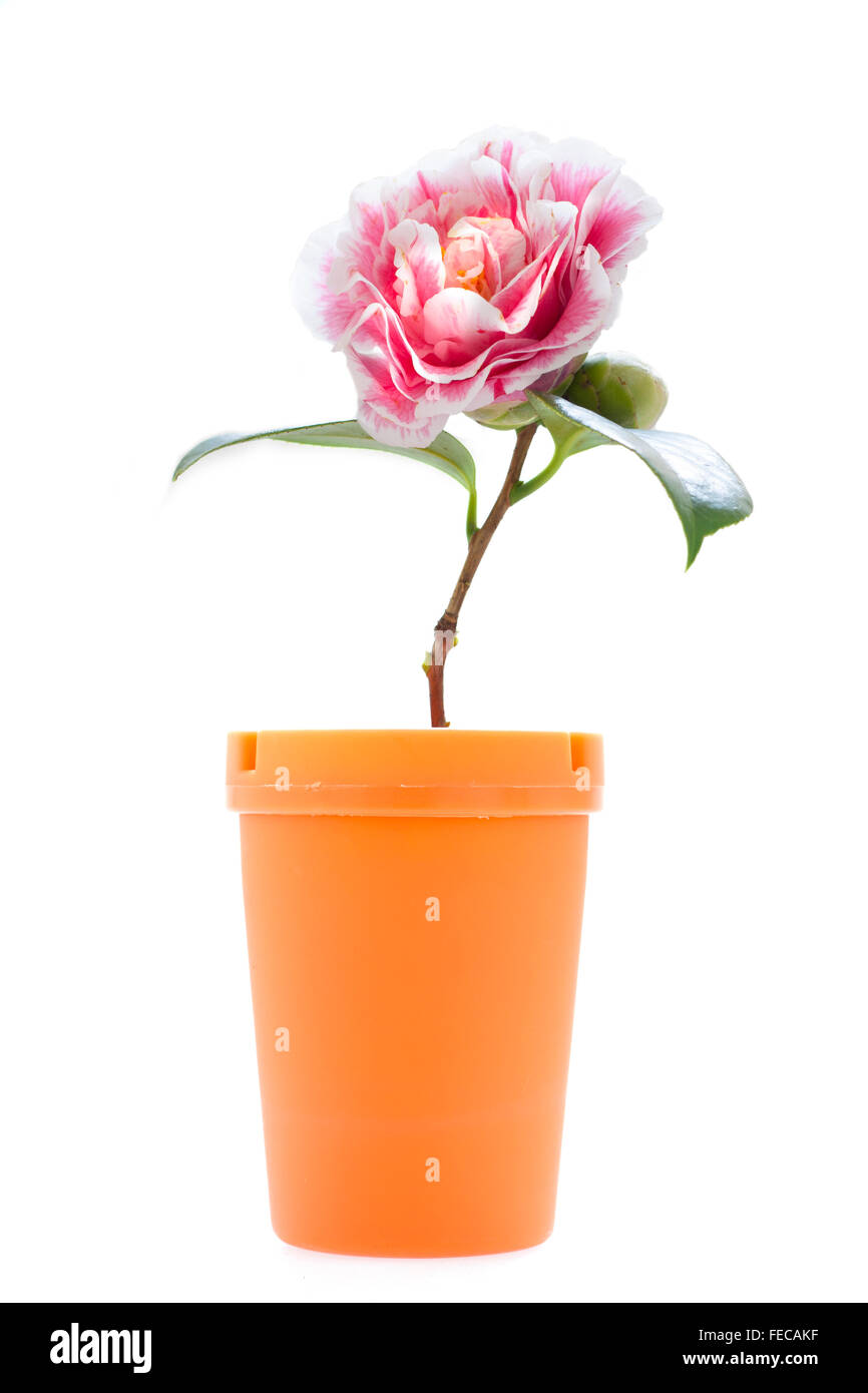 Stock de Foto creativa de una flor de camelia multicolor y Jar naranja sobre fondo blanco. Foto de stock