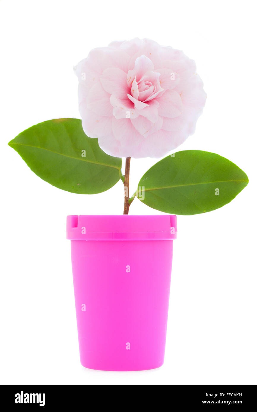 Stock de Foto creativa de una rosa de flor de camelia y Jar rosa sobre fondo blanco. Foto de stock