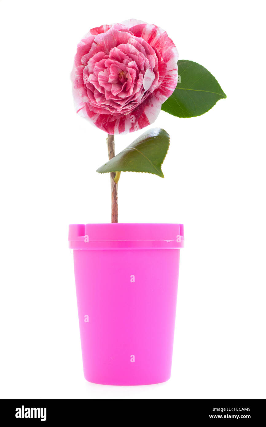 Stock de Foto creativa de una flor de camelia multicolor y Jar rosa sobre fondo blanco. Foto de stock