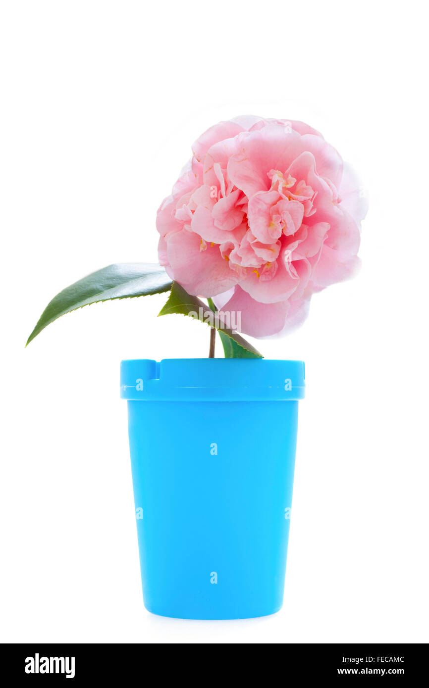 Stock de Foto creativa de una rosa de flor de camelia y Jar azul sobre fondo blanco. Foto de stock