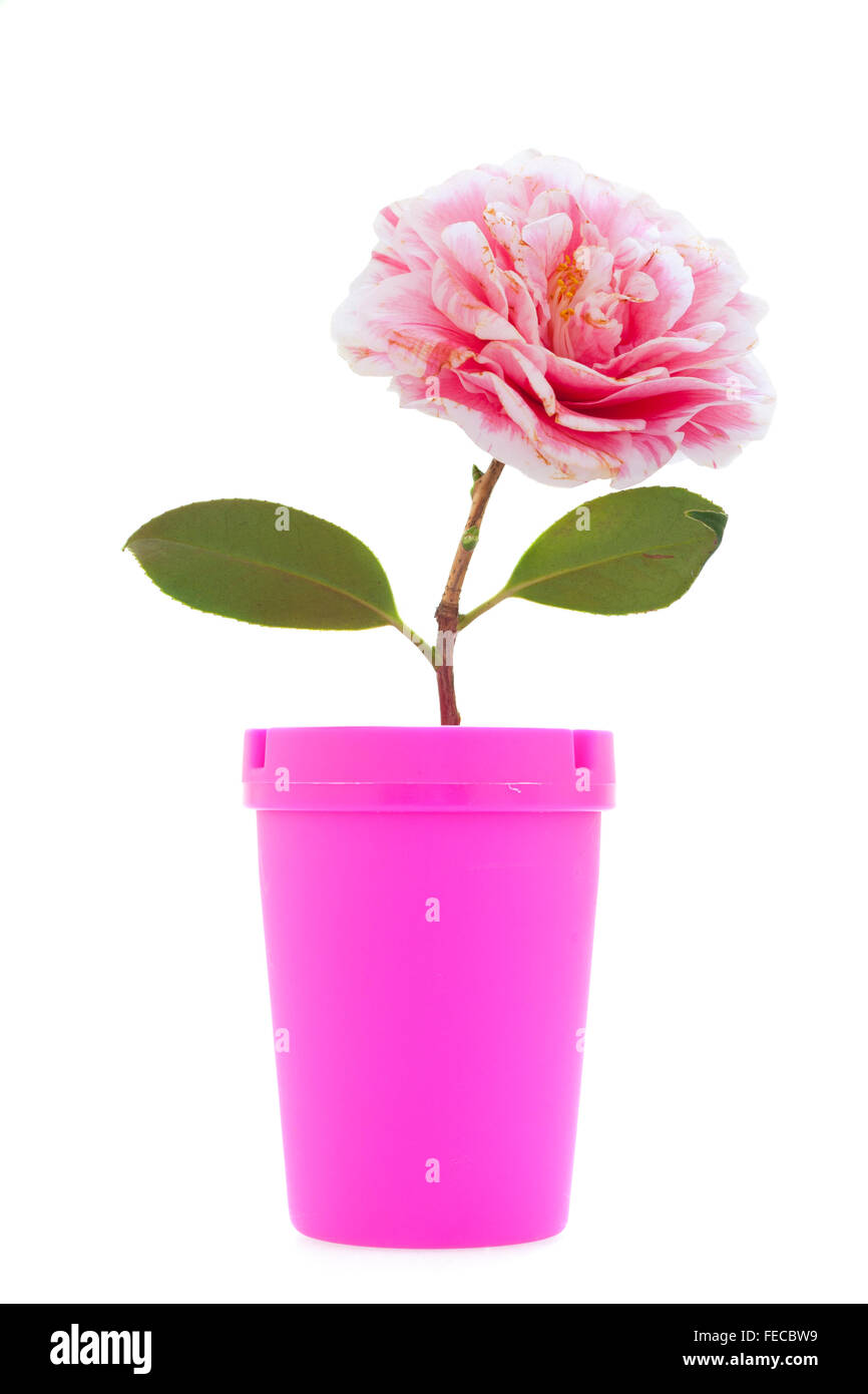 Stock de Foto creativa de una flor de camelia multicolor y Jar rosa sobre fondo blanco. Foto de stock