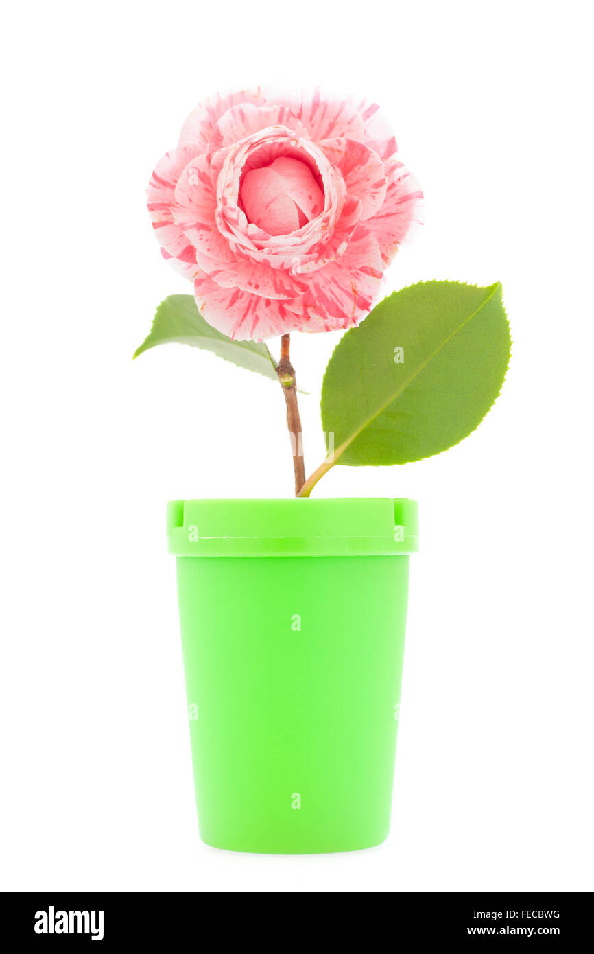 Stock de Foto creativa de una flor de camelia multicolor y Jar verdes sobre fondo blanco. Foto de stock
