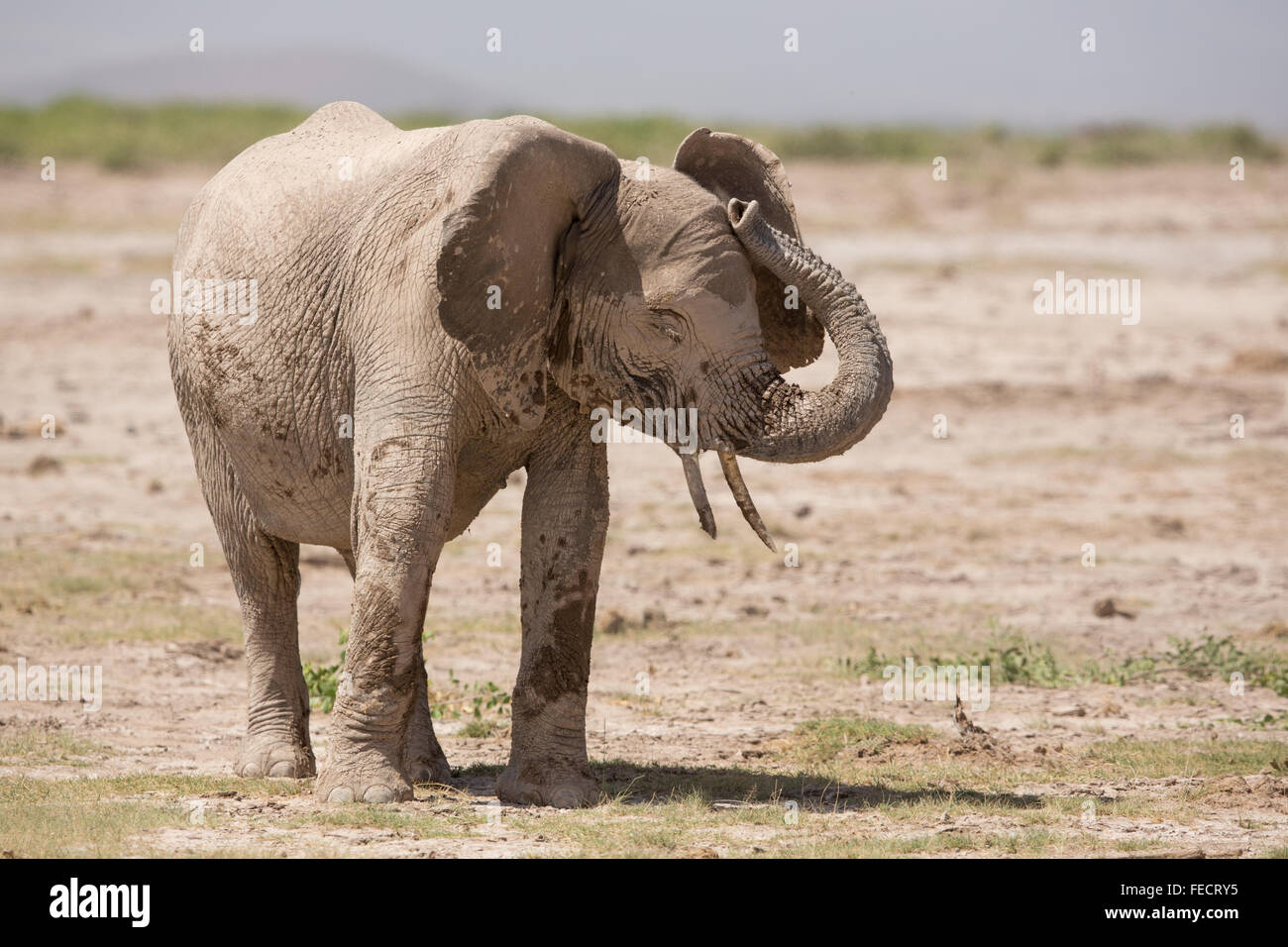 Uno de los subsectores del elefante africano adulto blanco cubierto de barro en el Parque Nacional Amboseli Kenia Foto de stock