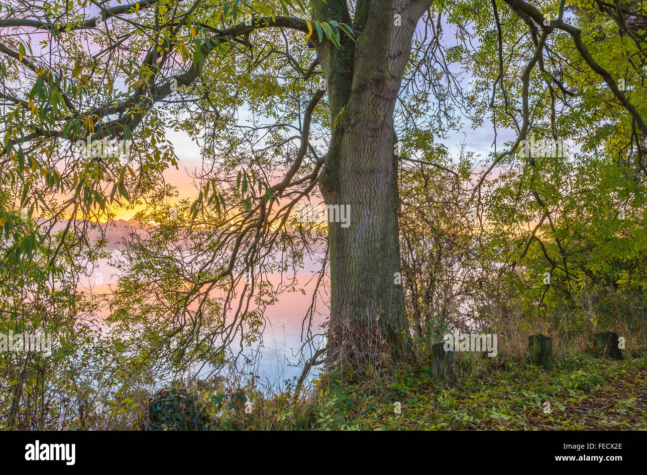 Amanecer detrás de un gran árbol de ceniza. Foto de stock