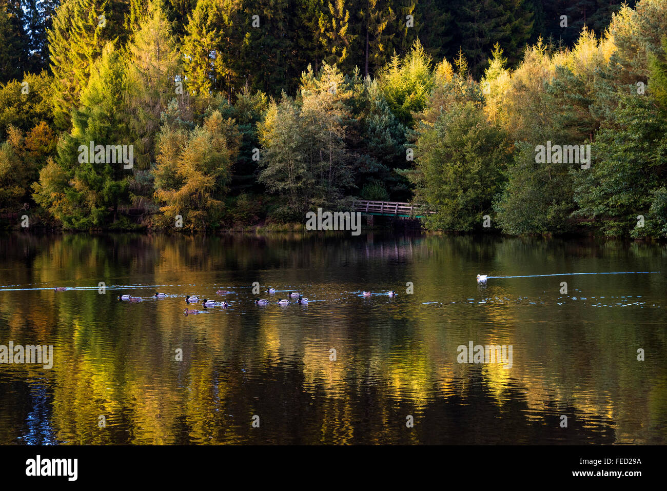 Los patos silvestres Pike lago en el Bosque de Dean, Gloucestershire, Reino Unido Foto de stock