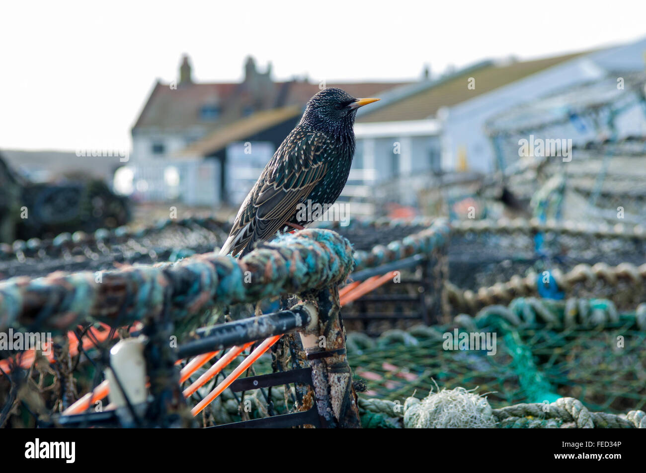 Un Starling sentado en un cangrejo net. Foto de stock