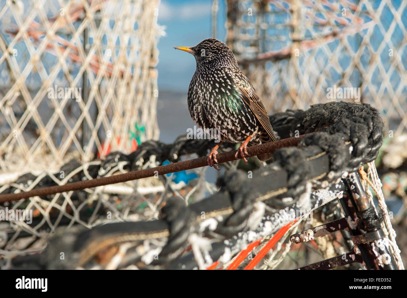 Un Starling sentado en un cangrejo net. Foto de stock
