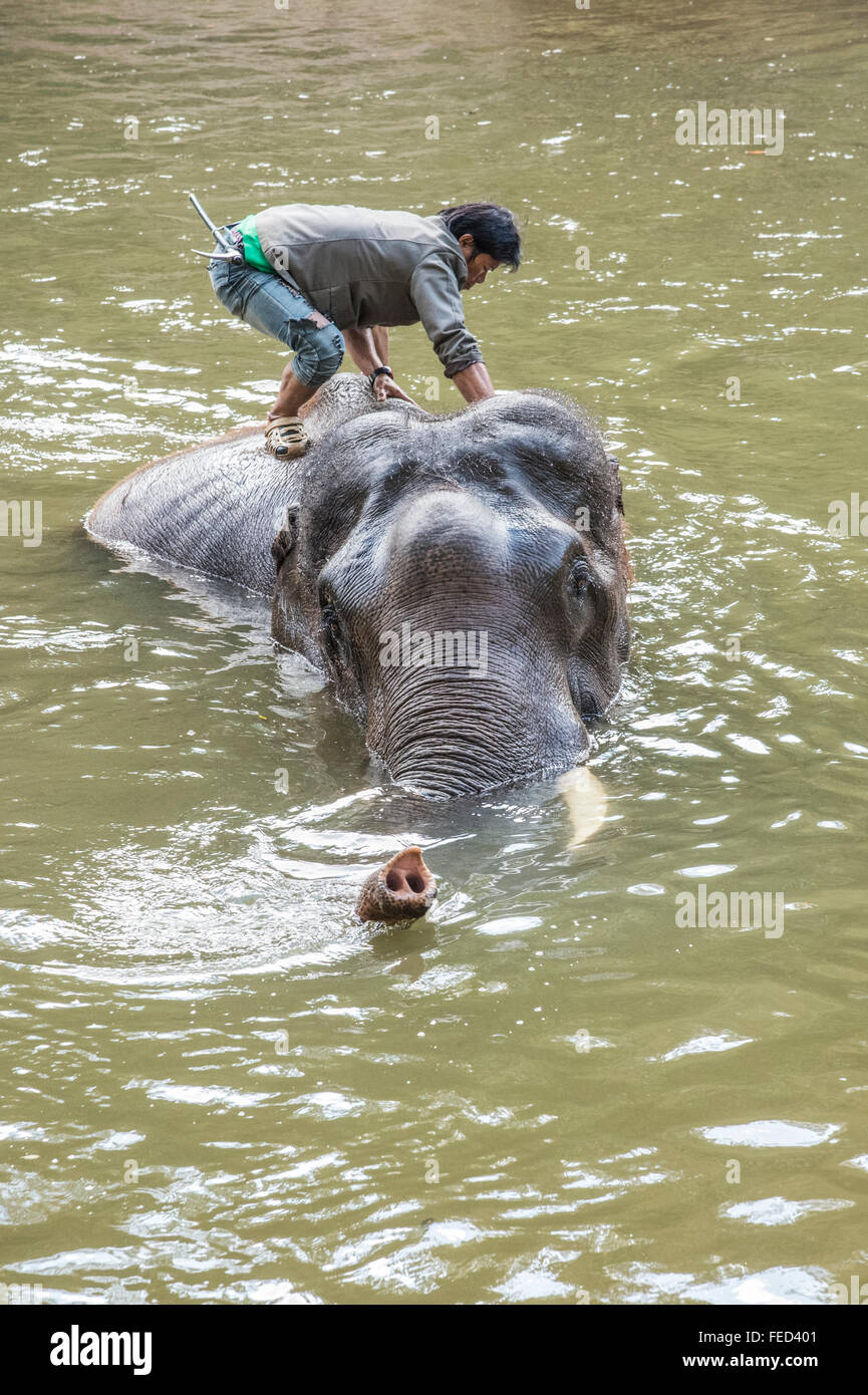 La hora del baño de los elefantes. Campamento de Elefantes Maetamann Foto de stock