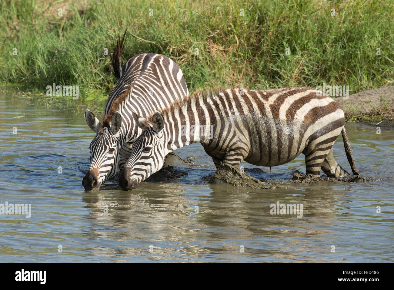 Llanuras Zebra beber del Río Seronera en el Parque Nacional del Serengeti, Tanzania Foto de stock