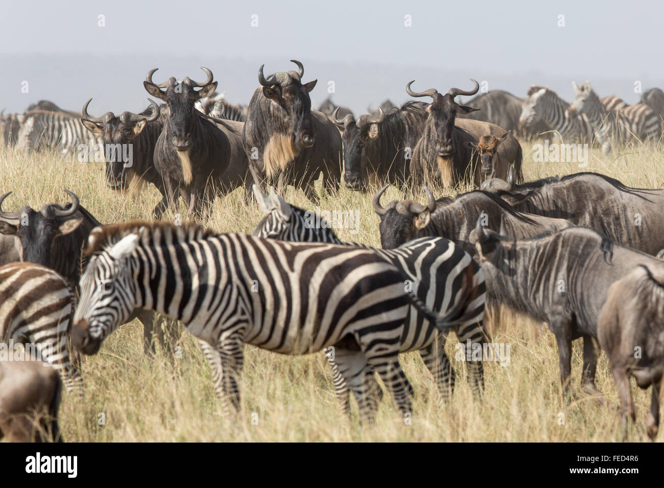 Llanuras Cebra en el Parque Nacional del Serengeti en Tanzania Foto de stock