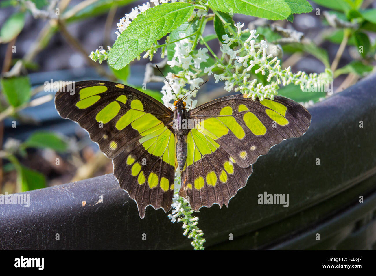 Primer plano de Malaquita Siproeta stelenes Mariposa en una flor en las fincas de mariposas en Fort Myers Florida Foto de stock