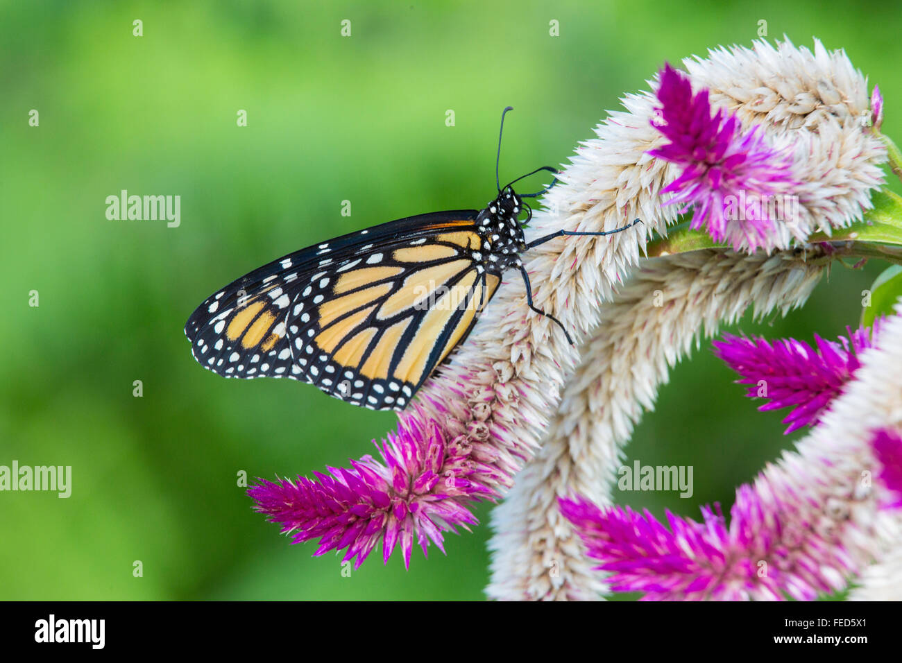 Primer plano de una mariposa monarca Danaus plexippus en una flor en las fincas de mariposas en Fort Myers Florida Foto de stock