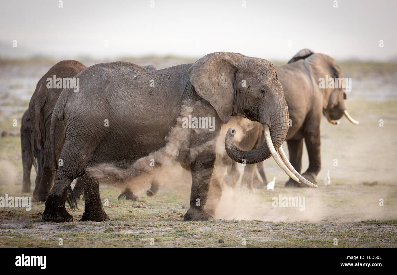 Hembra de elefante africano con grandes colmillos bañándose en el Parque Nacional Amboseli Kenia Foto de stock