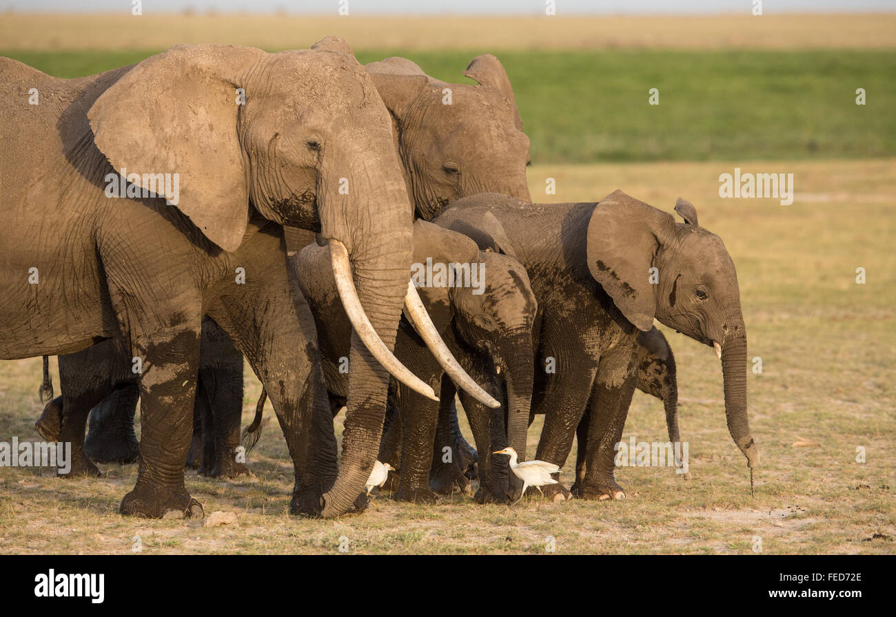 Una manada de elefantes africanos caminando juntos dirigidos por una gran hembra tusker en Amboseli, Kenia Foto de stock
