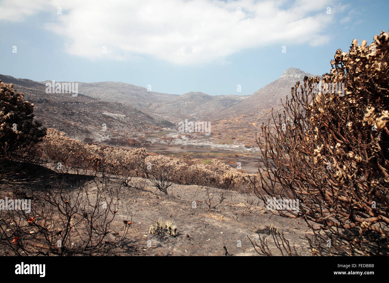 Un incendio dañó el paisaje, Table Mountain National Park, Sudáfrica Foto de stock